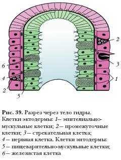 Https blacksprut com pass