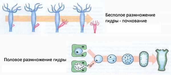 Не работает блэкспрут blacksprut adress com